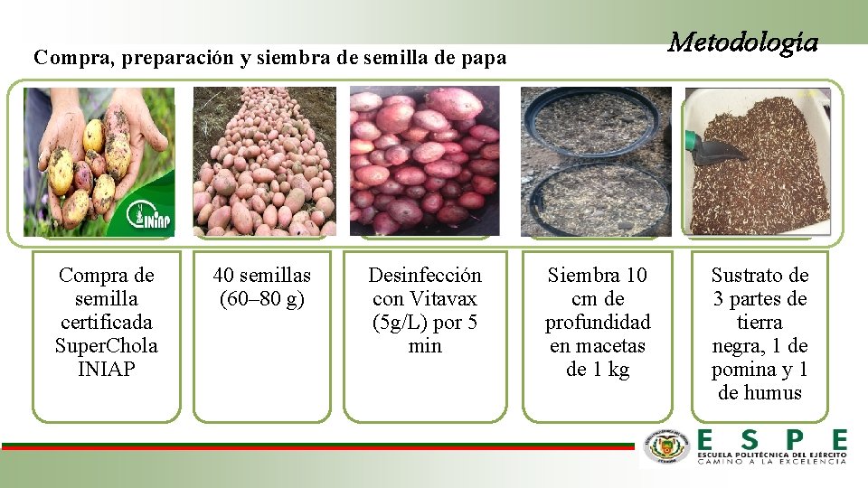 Metodología Compra, preparación y siembra de semilla de papa Compra de semilla certificada Super.