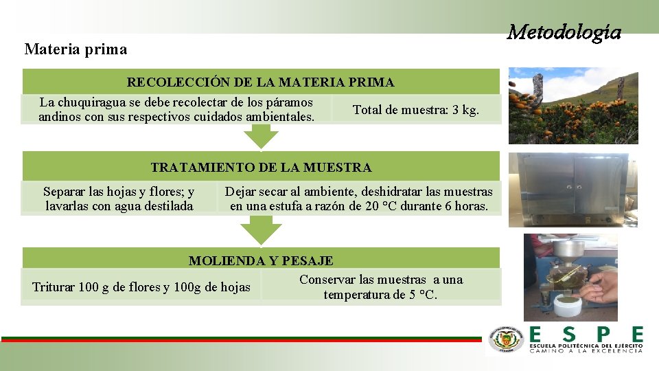 Metodología Materia prima RECOLECCIÓN DE LA MATERIA PRIMA La chuquiragua se debe recolectar de