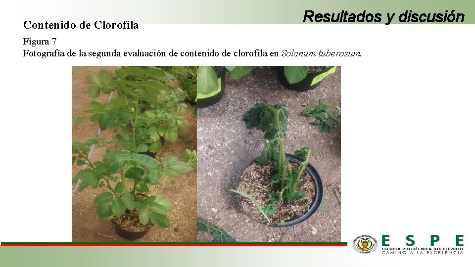 Contenido de Clorofila Resultados y discusión Figura 7 Fotografía de la segunda evaluación de