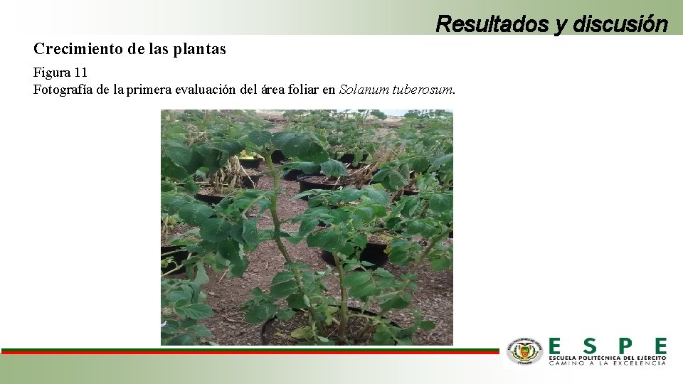 Resultados y discusión Crecimiento de las plantas Figura 11 Fotografía de la primera evaluación