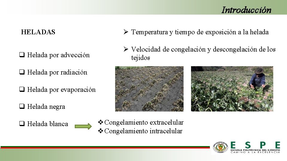 Introducción HELADAS Ø Temperatura y tiempo de exposición a la helada q Helada por