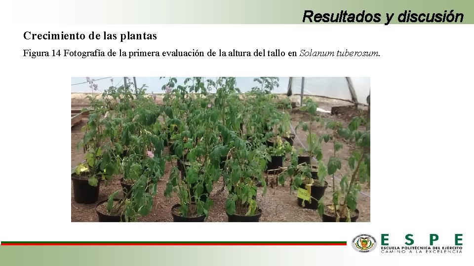 Resultados y discusión Crecimiento de las plantas Figura 14 Fotografía de la primera evaluación