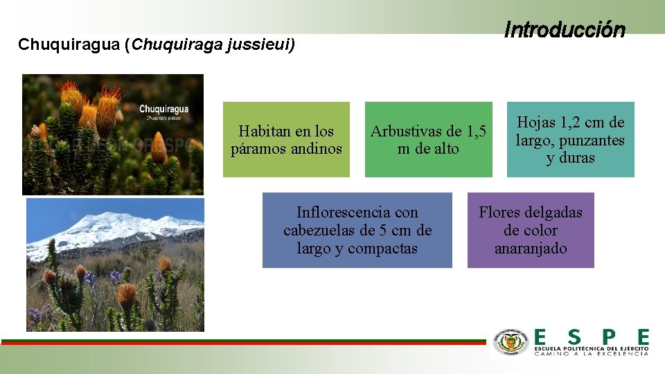 Introducción Chuquiragua (Chuquiraga jussieui) Habitan en los páramos andinos Arbustivas de 1, 5 m