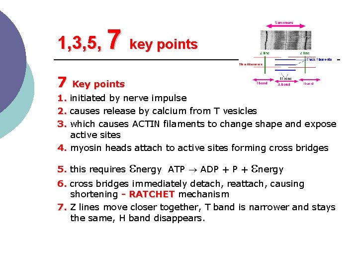 1, 3, 5, 7 key points 7 Key points 1. initiated by nerve impulse