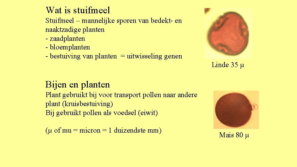 Wat is stuifmeel Stuifmeel – mannelijke sporen van bedekt- en naaktzadige planten - zaadplanten