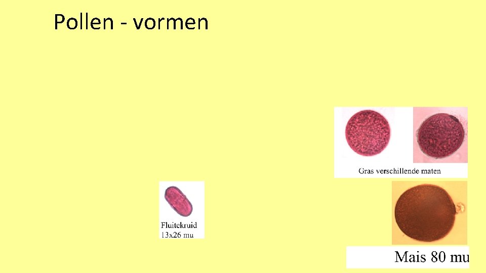 Pollen - vormen 