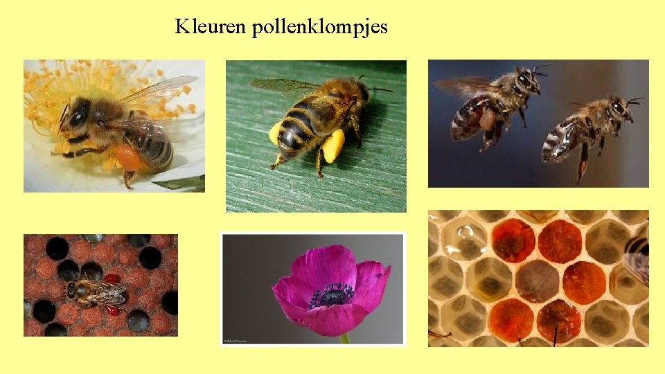 Kleuren pollenklompjes 