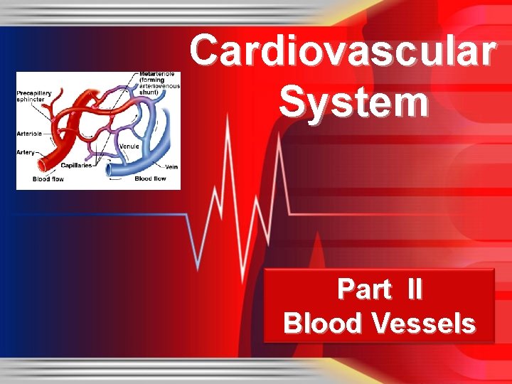 Cardiovascular System Part II Blood Vessels 