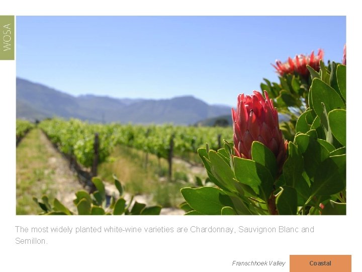 The most widely planted white-wine varieties are Chardonnay, Sauvignon Blanc and Semillon. Franschhoek Valley
