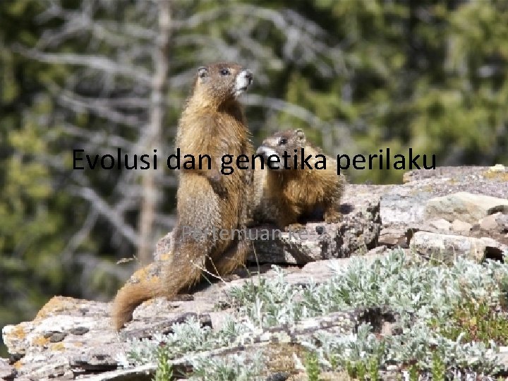 Evolusi dan genetika perilaku Pertemuan ke-2 