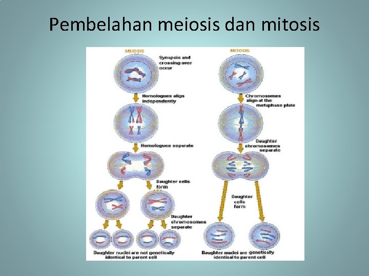 Pembelahan meiosis dan mitosis 