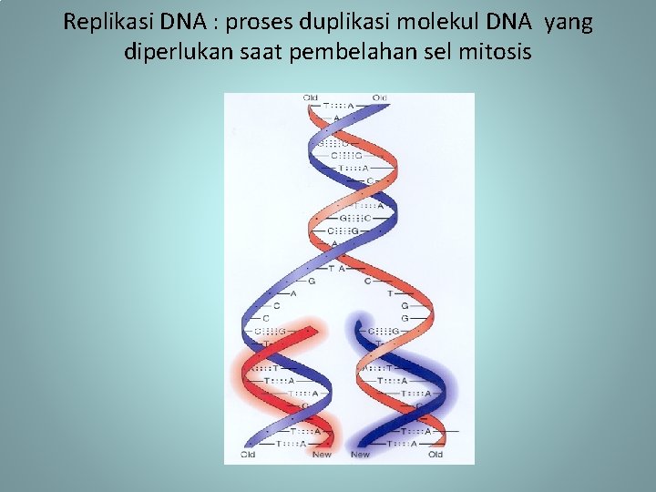 Replikasi DNA : proses duplikasi molekul DNA yang diperlukan saat pembelahan sel mitosis 