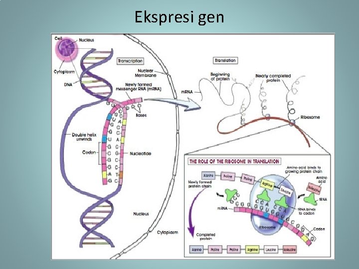 Ekspresi gen 