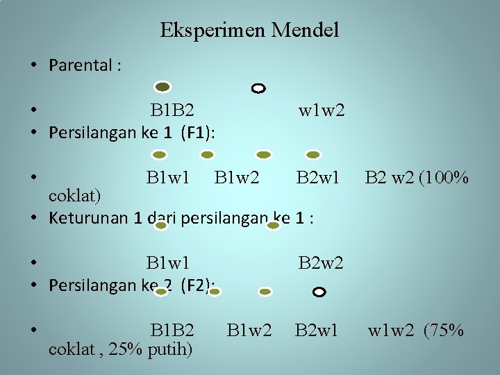 Eksperimen Mendel • Parental : • B 1 B 2 • Persilangan ke 1