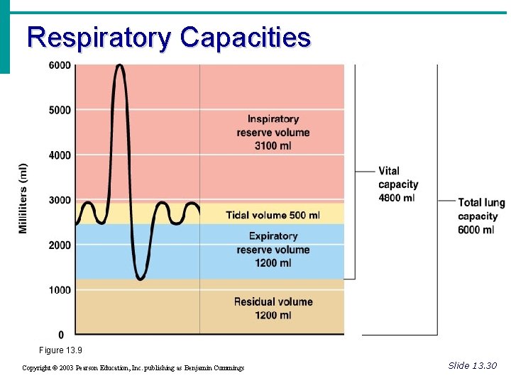 Respiratory Capacities Figure 13. 9 Copyright © 2003 Pearson Education, Inc. publishing as Benjamin