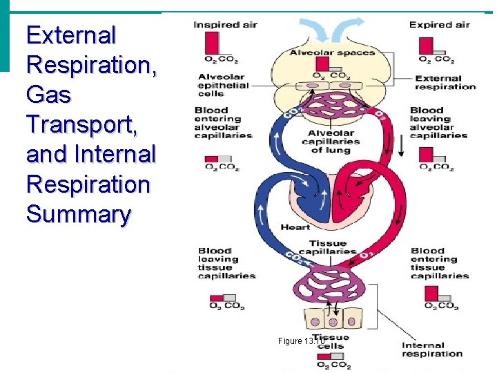 External Respiration, Gas Transport, and Internal Respiration Summary Figure 13. 10 