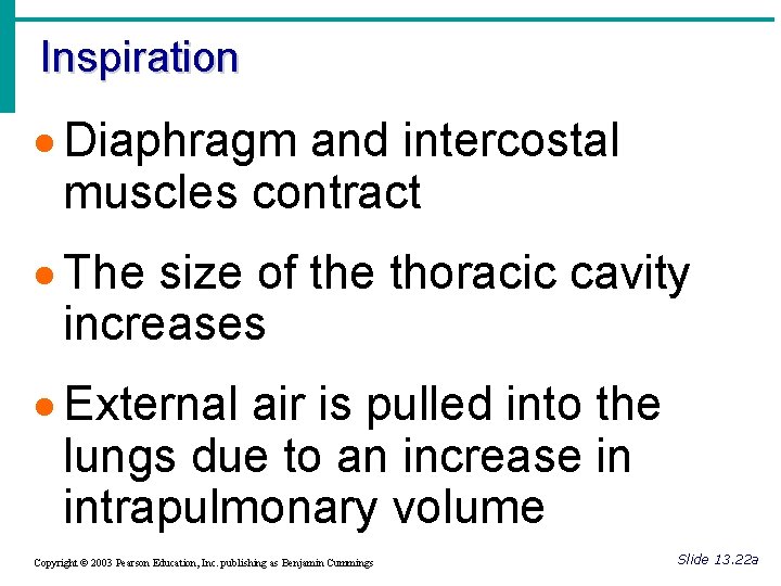 Inspiration · Diaphragm and intercostal muscles contract · The size of the thoracic cavity