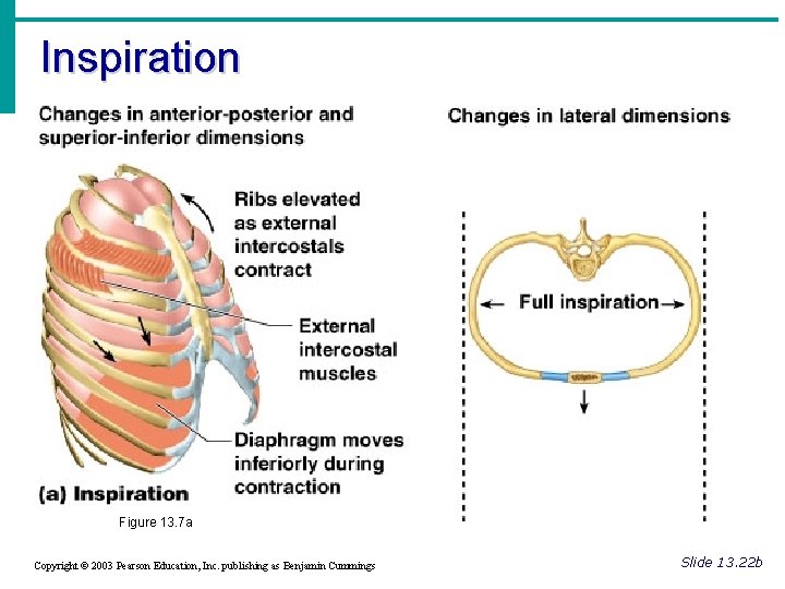 Inspiration Figure 13. 7 a Copyright © 2003 Pearson Education, Inc. publishing as Benjamin