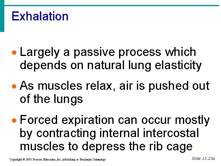 Exhalation · Largely a passive process which depends on natural lung elasticity · As