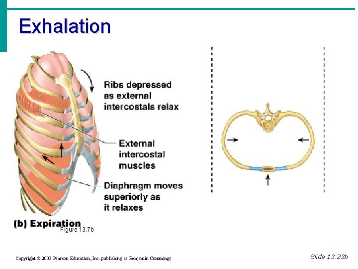 Exhalation Figure 13. 7 b Copyright © 2003 Pearson Education, Inc. publishing as Benjamin