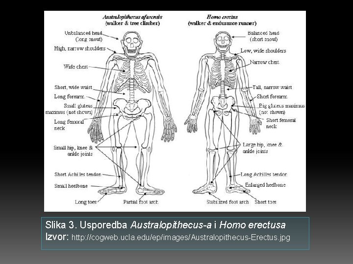 Slika 3. Usporedba Australopithecus-a i Homo erectusa Izvor: http: //cogweb. ucla. edu/ep/images/Australopithecus-Erectus. jpg 