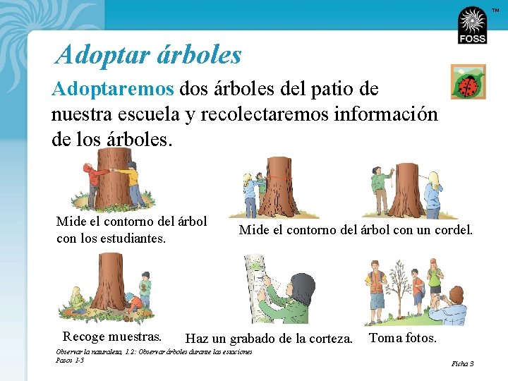 TM Adoptar árboles Adoptaremos dos árboles del patio de nuestra escuela y recolectaremos información