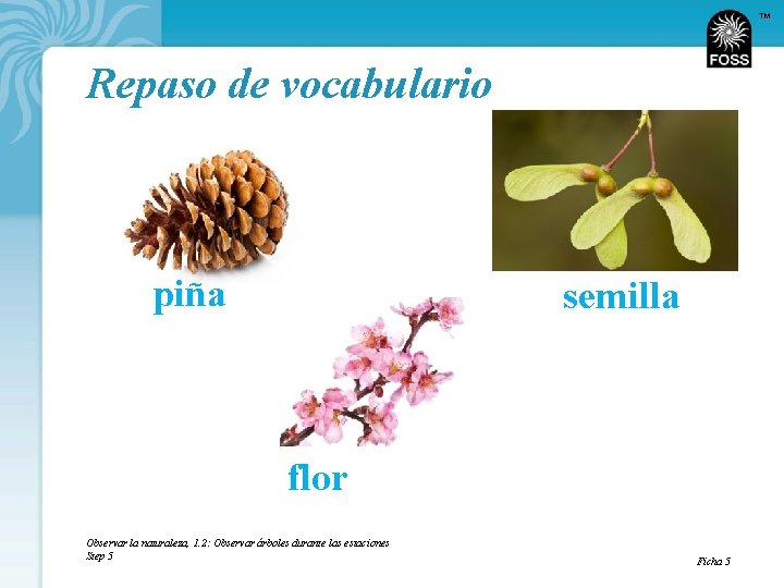 TM Repaso de vocabulario piña semilla flor Observar la naturaleza, 1. 2: Observar árboles