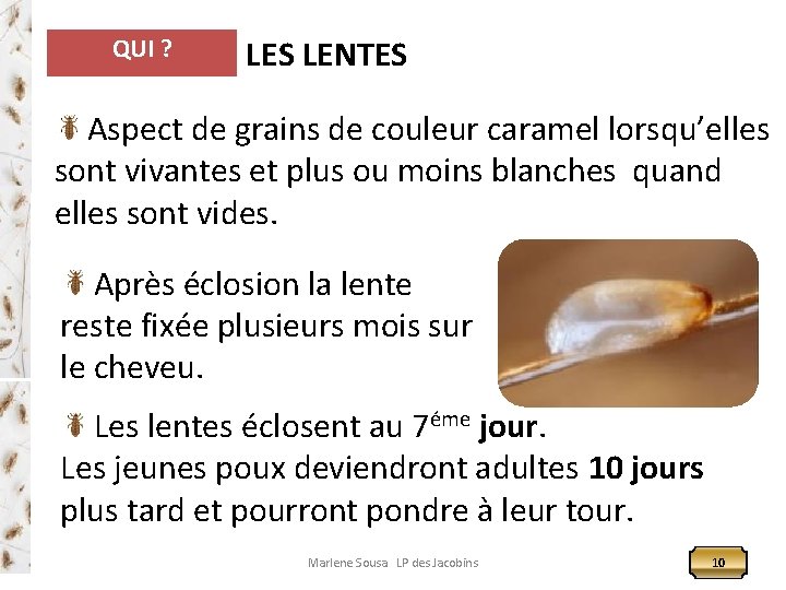 QUI ? LES LENTES Aspect de grains de couleur caramel lorsqu’elles sont vivantes et