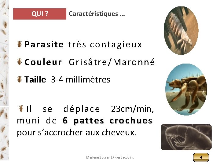 QUI ? Caractéristiques … Parasite très contagieux Couleur Grisâtre/Maronné Taille 3 -4 millimètres Il