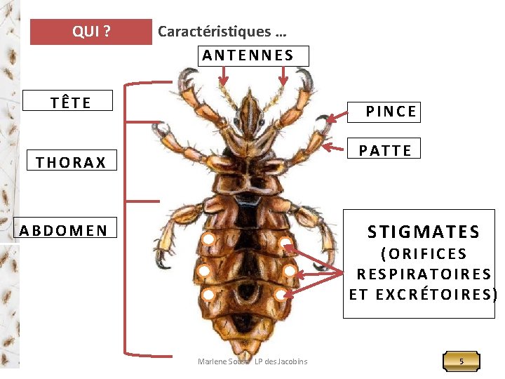 QUI ? Caractéristiques … A N T E N N E S T Ê