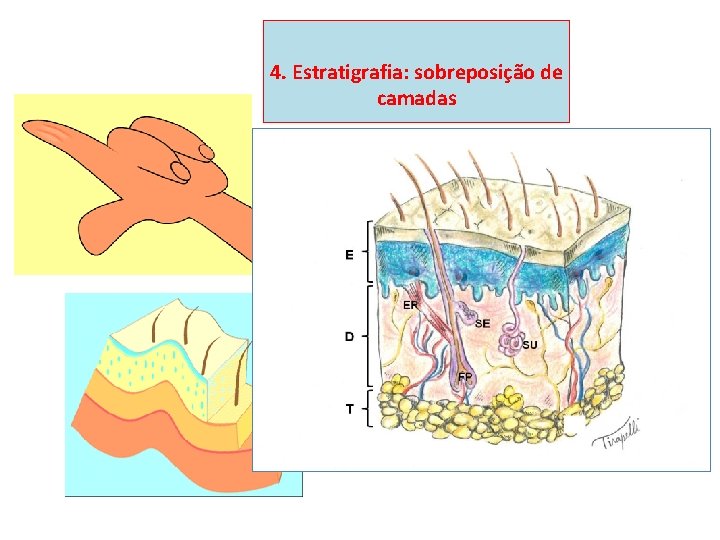 4. Estratigrafia: sobreposição de camadas 