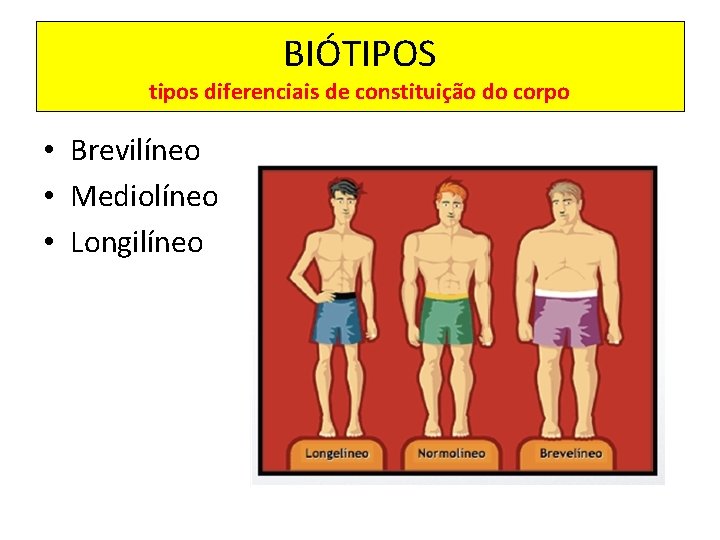 BIÓTIPOS tipos diferenciais de constituição do corpo • Brevilíneo • Mediolíneo • Longilíneo 