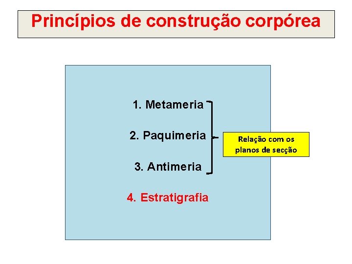 Princípios de construção corpórea 1. Metameria 2. Paquimeria 3. Antimeria 4. Estratigrafia Relação com