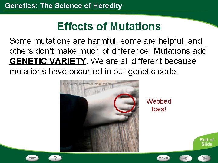 Genetics: The Science of Heredity Effects of Mutations Some mutations are harmful, some are