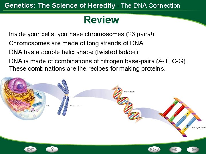 Genetics: The Science of Heredity - The DNA Connection Review Inside your cells, you Genetics: The Science of Heredity - The DNA Connection Review Inside your cells, you
