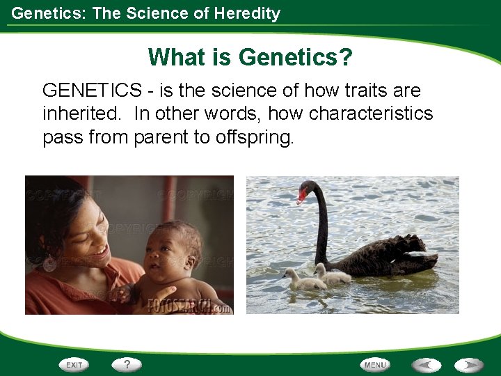 Genetics: The Science of Heredity What is Genetics? GENETICS - is the science of Genetics: The Science of Heredity What is Genetics? GENETICS - is the science of