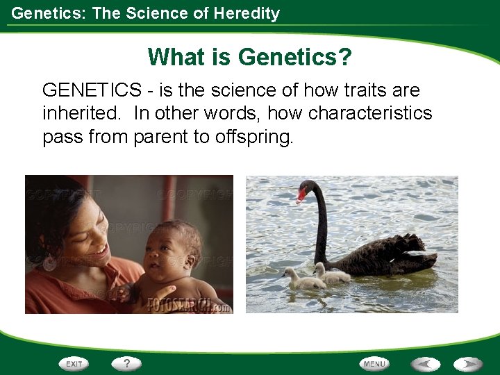 Genetics: The Science of Heredity What is Genetics? GENETICS - is the science of