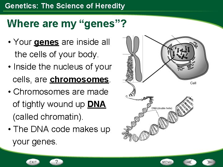 Genetics: The Science of Heredity Where are my “genes”? • Your genes are inside Genetics: The Science of Heredity Where are my “genes”? • Your genes are inside