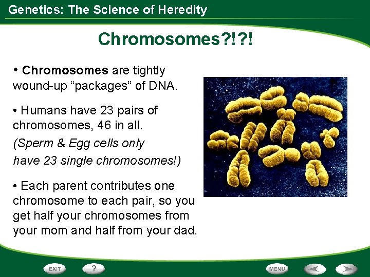 Genetics: The Science of Heredity Chromosomes? !? ! • Chromosomes are tightly wound-up “packages”