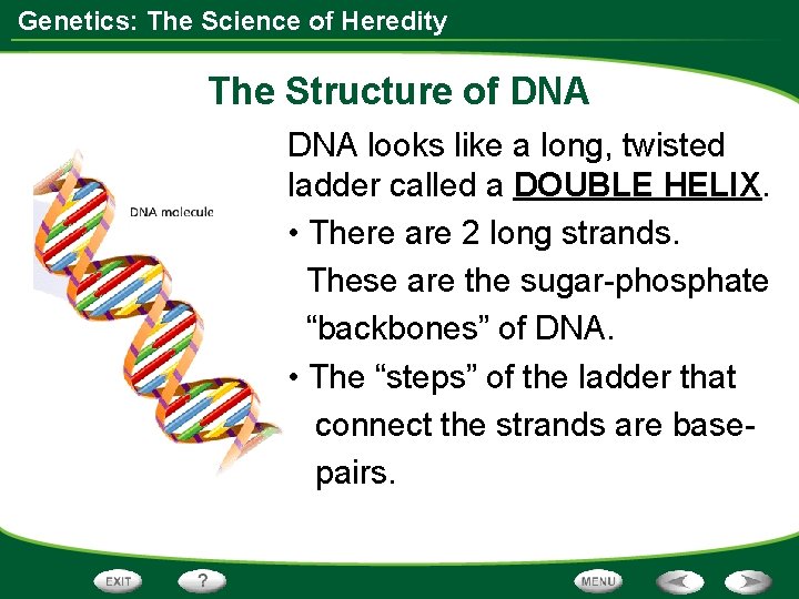 Genetics: The Science of Heredity The Structure of DNA looks like a long, twisted