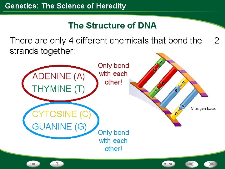 Genetics: The Science of Heredity The Structure of DNA There are only 4 different