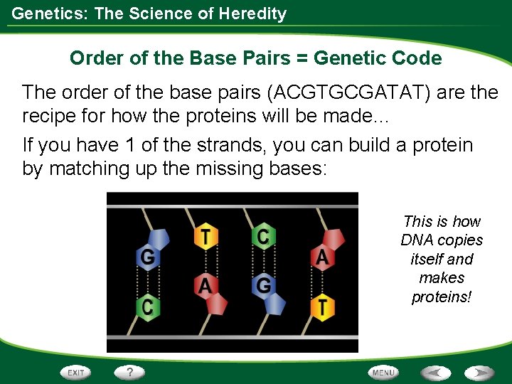 Genetics: The Science of Heredity Order of the Base Pairs = Genetic Code The