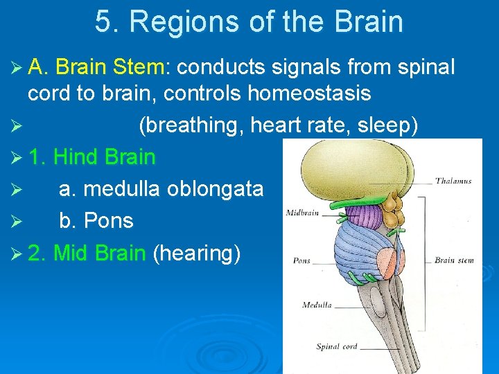 5. Regions of the Brain Ø A. Brain Stem: conducts signals from spinal cord