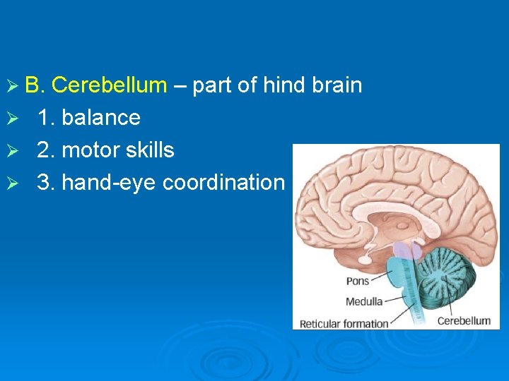 Ø B. Cerebellum – part of hind brain Ø 1. balance Ø 2. motor