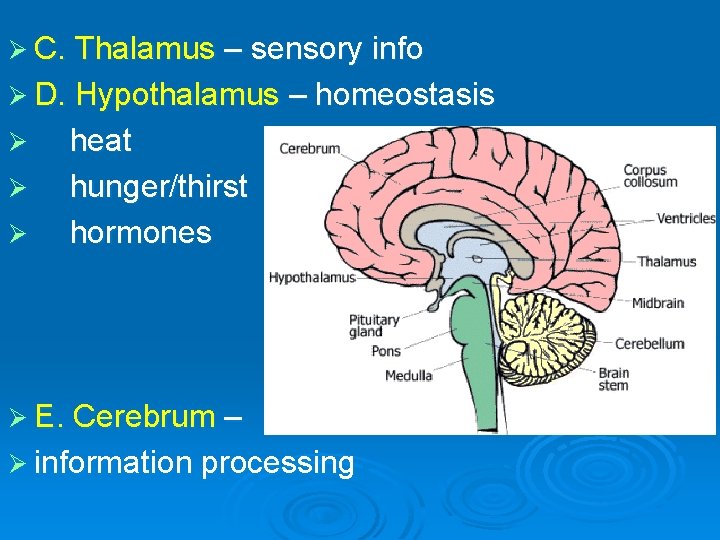 Ø C. Thalamus – sensory info Ø D. Hypothalamus – homeostasis Ø heat Ø