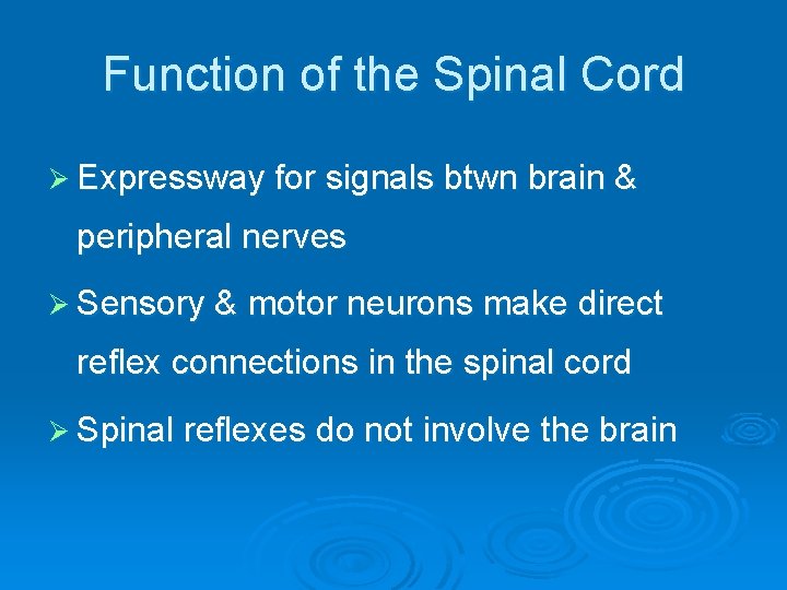 Function of the Spinal Cord Ø Expressway for signals btwn brain & peripheral nerves