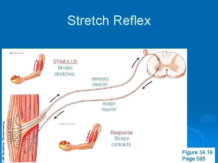 Stretch Reflex STIMULUS Biceps stretches. sensory neuron motor neuron Response Biceps contracts. Figure 34.