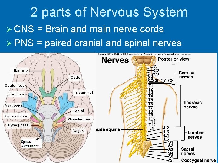 2 parts of Nervous System Ø CNS = Brain and main nerve cords Ø