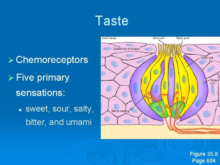  Taste Ø Chemoreceptors Ø Five primary sensations: l sweet, sour, salty, bitter, and