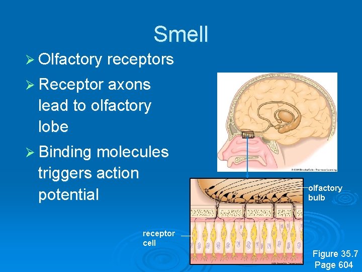 Smell Ø Olfactory receptors Ø Receptor axons lead to olfactory lobe Ø Binding molecules